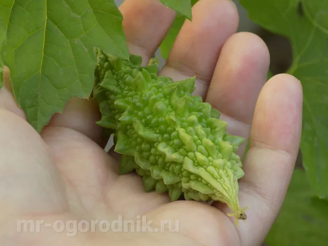 Зеленый плод момордики - уже можно срывать готовить
