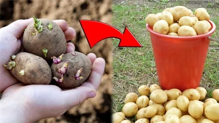 Грамотная посадка картофеля под зиму: пошаговая инструкция для начинающих огородников
