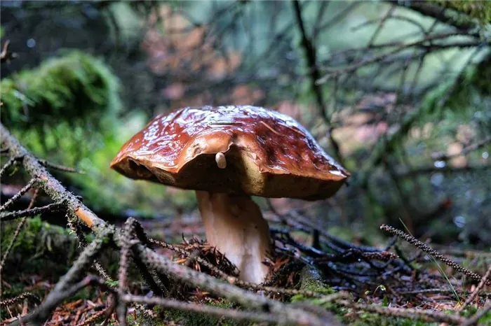 Когда и где собирают грибы маслята