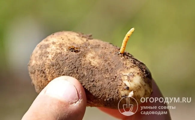 Проволочник (на фото) – один из самых распространенных вредителей картофеля