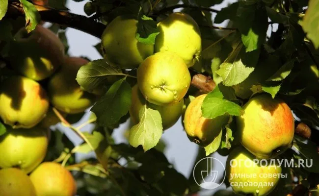 Ежегодный уход за кроной способствует повышению урожайности и размеров яблок