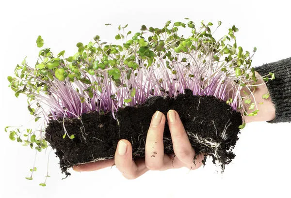 Микрозелень можно выращивать традиционным способом на почве