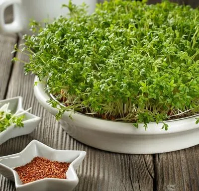 Как выращивать микрозелень?