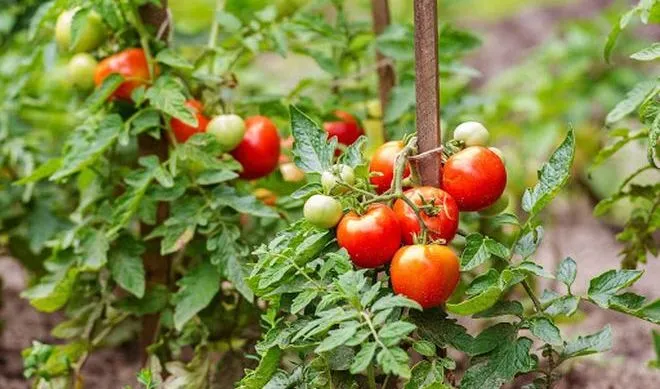 Как выглядят штамбовые помидоры