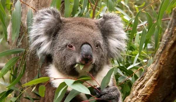 Фото: Животные Австралии коала