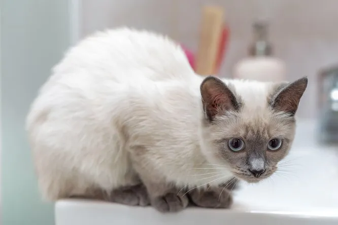 Почему кошка рвётся за вами в туалет и что с этим делать