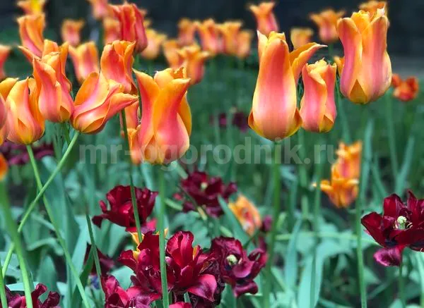 Цветущие тюльпаны на клумбе