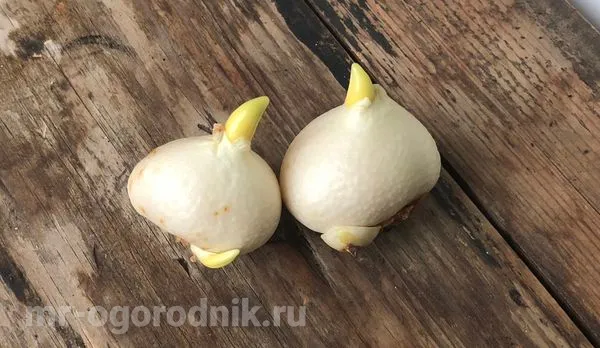 Луковицы тюльпанов