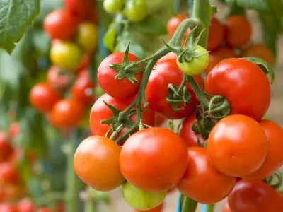 Не знаете, чем подкормить помидоры после высадки в грунт? Опытные огородники раскрывают все свои секреты!