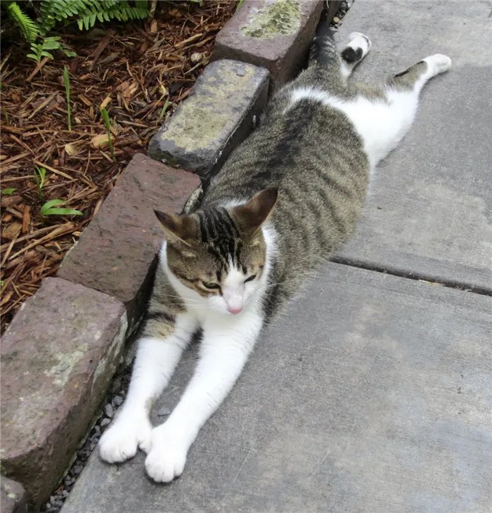 polydactyl gray and white cat stretching on the concrete