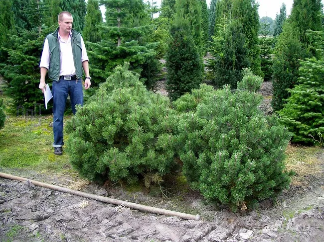 горная сосна Pinus mugo Gnom