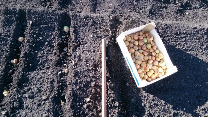 Технология посадки лука-севка весной: как правильно садить и выращивать
