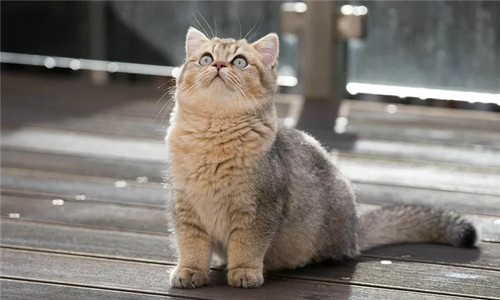 Красивая серо-рыжая британская короткошёрстная кошка