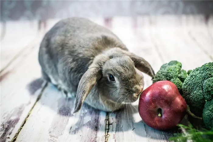 Кролик ест яблоко