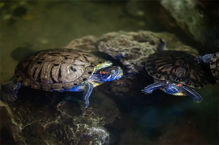 Красноухие черепахи хорошо уживаются со своими сородичами