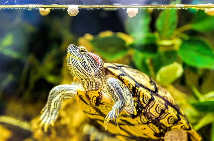 Качественные сухие корма – лучший выбор для красноухих черепах