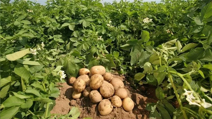 Раскрываем секреты рекордной урожайности: как вырастить ведро картошки с одного куста