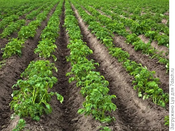 Направление картофельных борозд на участке - с севера на юг