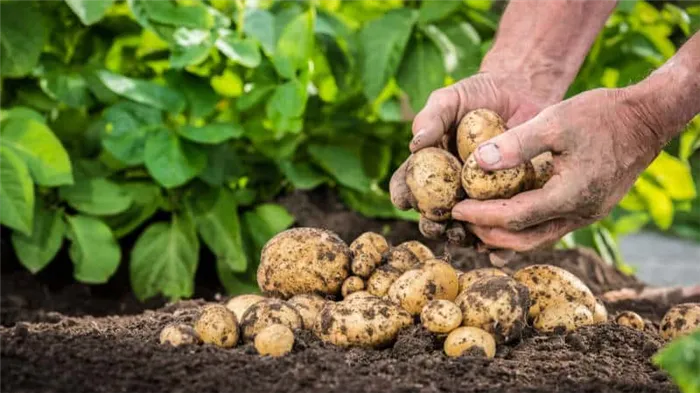 Раскрываем секреты рекордной урожайности: как вырастить ведро картошки с одного куста