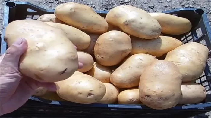 С одного куста получается собрать до 2 ведер крупного картофеля
