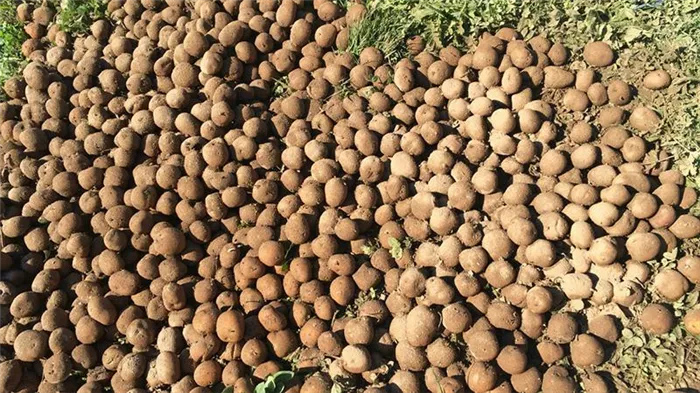 Посадка картофеля в лунки