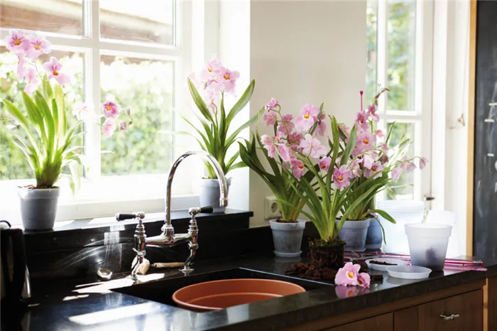 Комнатные цветы на кухне