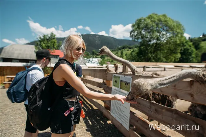 девушка кормит страуса в контактном зоопарке