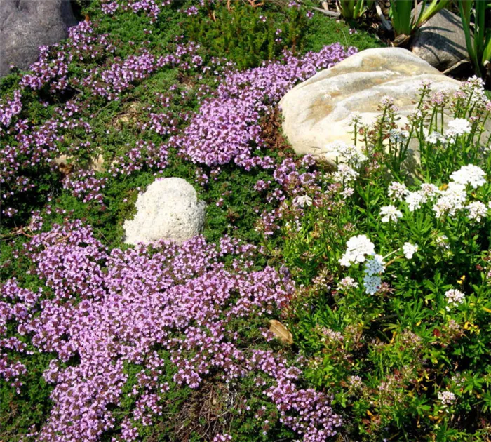 Почвопокровные многолетники цветущие все лето - фото цветов и примеры их применения в ландшафтном дизайне