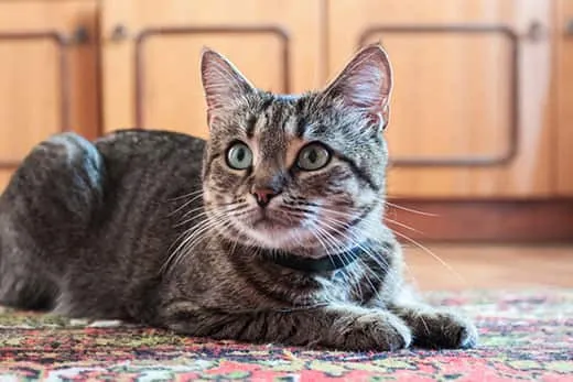 Gray tabby cat laying on decorative rug with ears perked and looking at owner