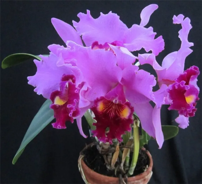 Описание, виды орхидей с фото и названием, и советы по уходу за ними