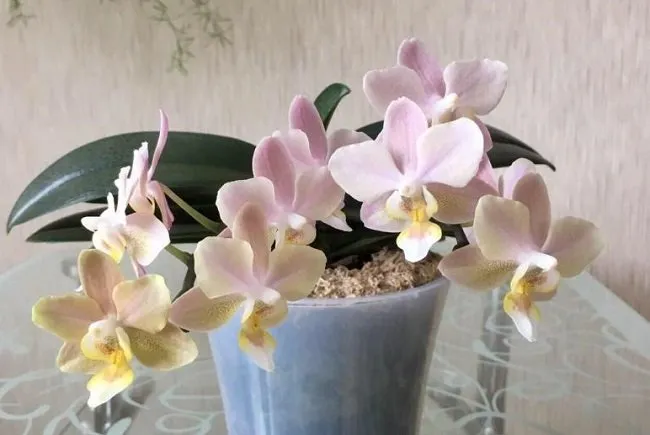 Орхидея парфюмерная фабрика дома
