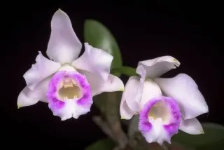 Каттлея алаори (Cattleya alaorii)