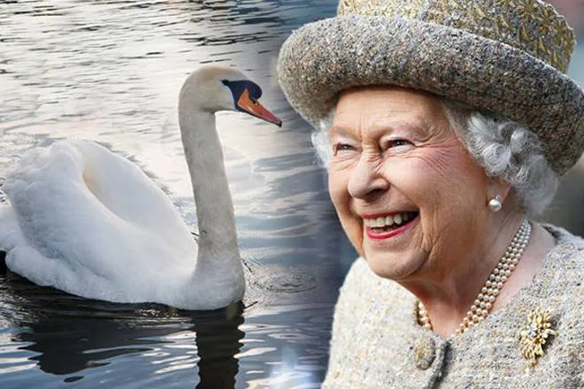 Королева владеет всеми дельфинами и лебедями Великобритании