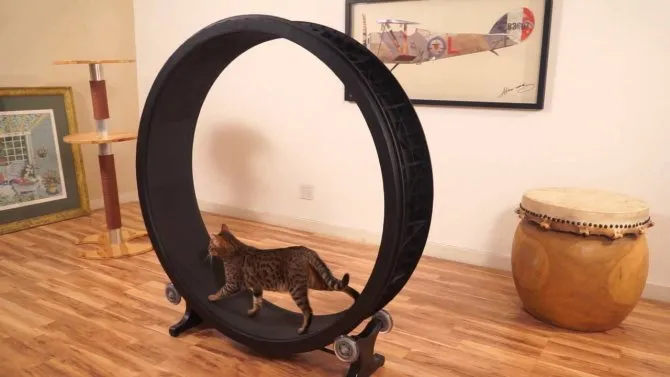 Беговое колесо для кошек — дополнительные физические нагрузки