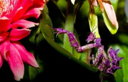 Богомол обыкновенный – живая ловушка для насекомых Богомол где