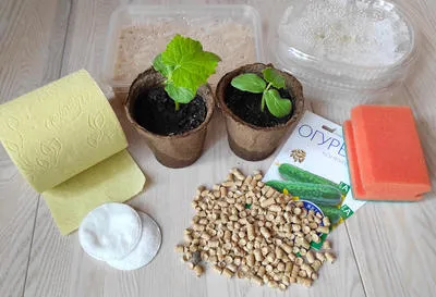 Тестируем 8 способов проращивания семян