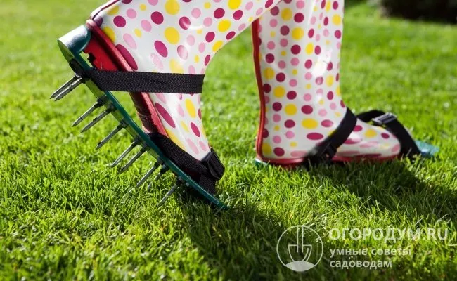 Хорошим способом аэрации служит простой прием: хождение по участку в специальной огородной обуви с металлическими шипами – аэраторных сандалиях