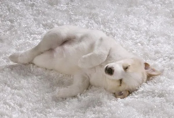 Собака на коврике