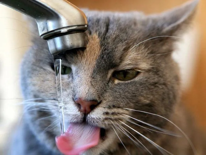 Кот пьет водичку