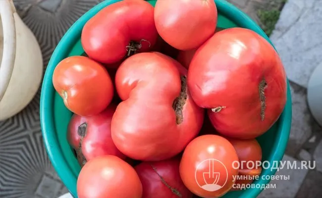 Сейчас пищевая ценность томатов хорошо изучена и общеизвестна