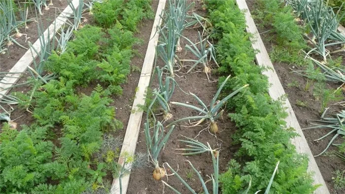 Правила севооборота моркови: после чего сеять, что сажать после и рядом
