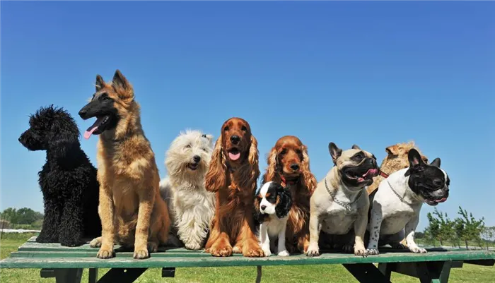 Разнообразие собачьего мира