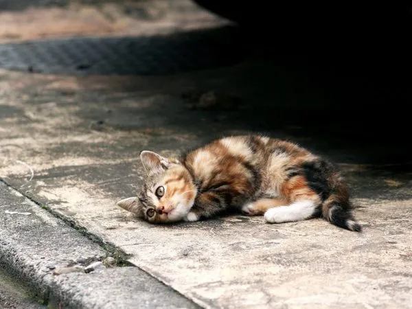 Кошка лежит на дороге