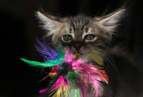 Котёнок играет с яркими перьями