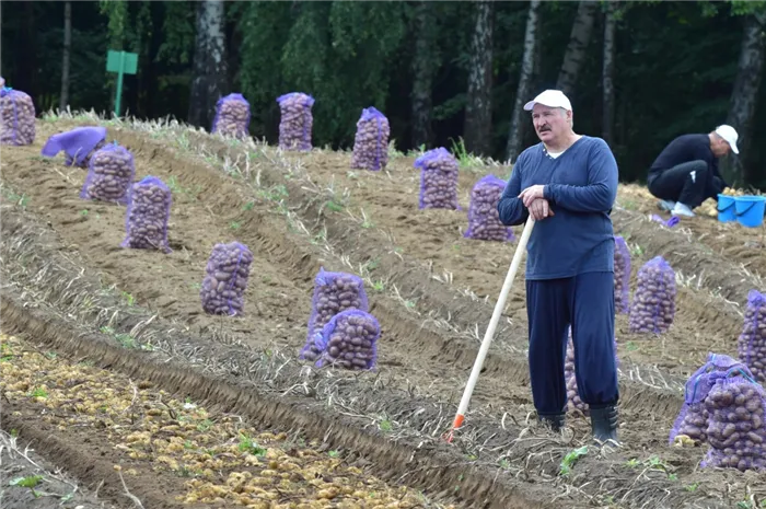 Лукашенко и его картошка