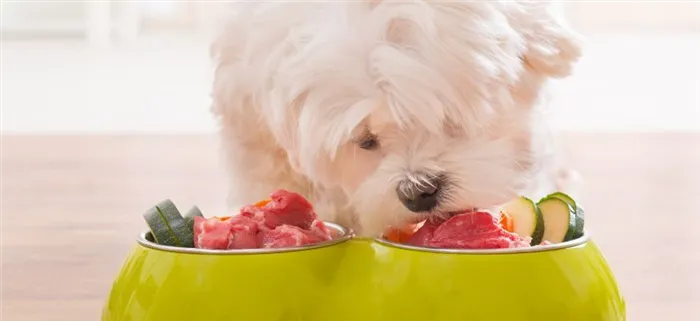 Что нельзя давать собакам из еды: список продуктов