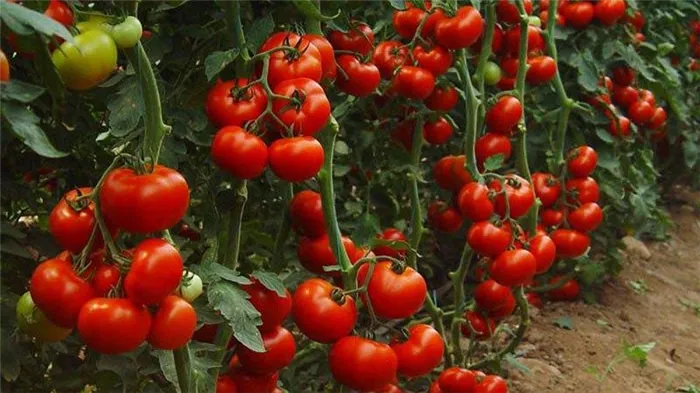 Что такое индетерминантные и детерминантные сорта томатов: отличия между ними, преимущества и недостатки