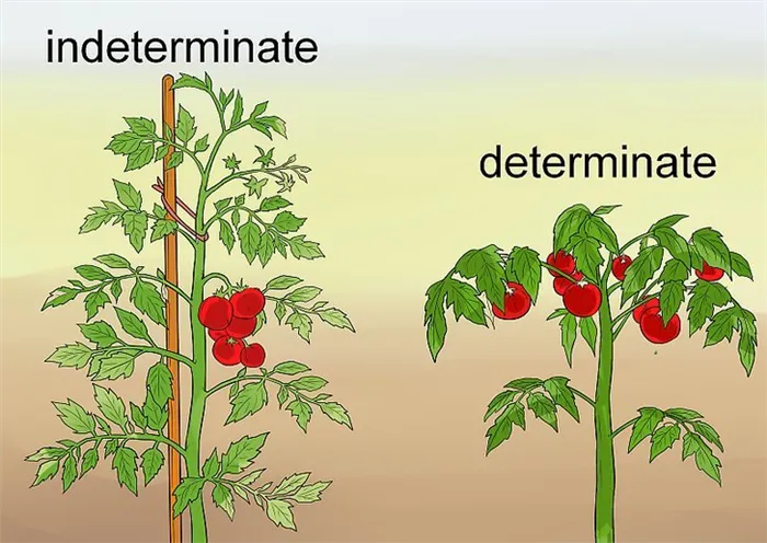 Индетерминантные и детерминантные помидоры