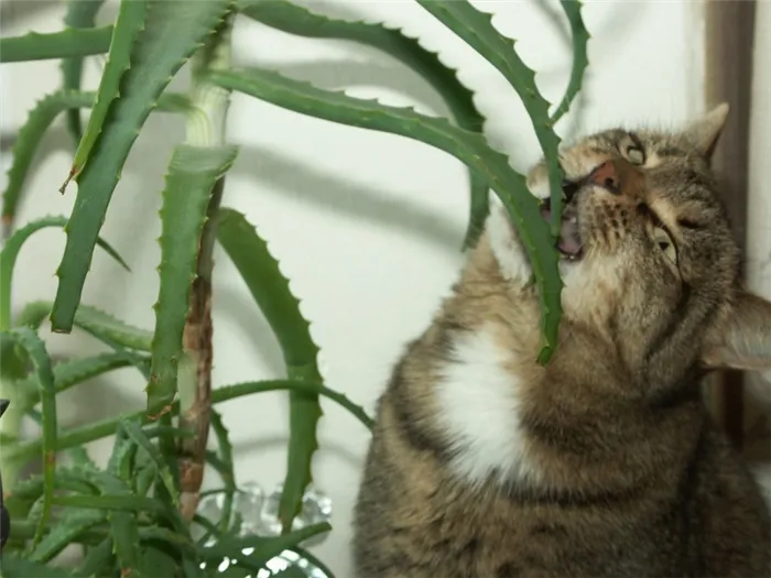 6 комнатных цветов, на которые часто покушаются кошки: безопасны ли для них растения