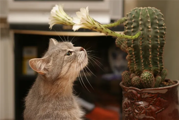 6 комнатных цветов, на которые часто покушаются кошки: безопасны ли для них растения